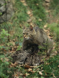 An African Wildcat Nurses its Litter of Young