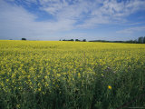 Canola Field South of Edmonton on Highway 2