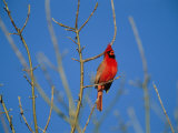A Male Cardinal Sings in a Suburban Omaha Tree