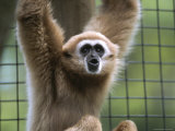 Close View of a White-Handed Gibbon