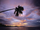 Overhanging Palm Tree is Silhouetted by a Sunset Sky