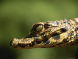 Close View of a A Baby West African Dwarf Crocodile