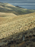 Sheep Herder with Flock in the Great Basins Northern Valley
