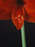 A Close View of an Amaryllis Flower