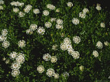 A Bed of Beautiful White Wheel-Shaped Flowers at Butchart Gardens