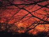 Twilight View Through Silhouetted Tree Branches