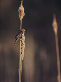 A Female Red-Winged Blackbird Perched on a Cattail