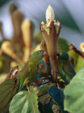 Orange-Chinned Parakeets Pick Holes in Balsa Blossoms to Drink Nectar