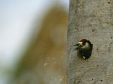 A Woodpecker Spits out Woodchips as it Makes a Nest in a Tree Trunk