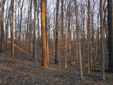 Trees Minus Their Leaves Dot a Hillside in the Park