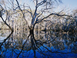 Blue Gum Trees and Reflections in Wetland