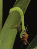 A Green Grappler Moth Caterpillar Captures a Termite