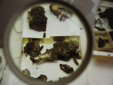 An Encrusted Pole Ax Recovered from a Scythian Grave Waits for Repair