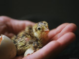 A Newly-Hatched Attwaters Greater Prairie Chick in a Human Hand