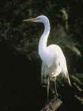 A White Egret Perches on a Tree Stump