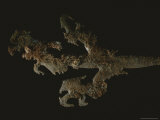 A 1 400-year-old Chert Silhouette Found at the Acropolis of Copan