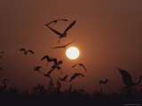 A Flock of Herons Silhouetted by the Setting Sun