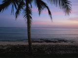 A Palm Tree Bears Witness to a Beautiful Tropical Waterside Sunset
