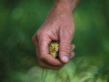 A Tiny Attwaters Greater Prairie Chick Held in a Human Hand
