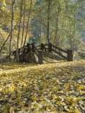 A Sentinel Meadow Footbridge Blanketed in Autumn Foliage