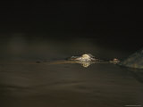 The Head of a Saltwater Crocodile Caught in the Beam of a Light