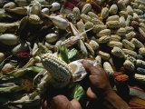 A Farmer Displays an Ear of Native Corn While Others Dry on a Blanket