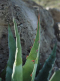 A Close View of a Desert Plant