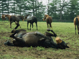 Mares in a Pasture Wear Muzzles to Prevent Eating of Caterpillars