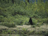 A Grizzly Bear Rears up on His Hind Legs