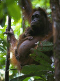 A Female Three-Week-Old Orangutan and its Mother