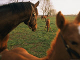 Thoroughbred Mares and Foals in Pasture