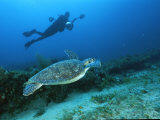 A Diver Swims Along Side an Endangered Hawksbill Turtle