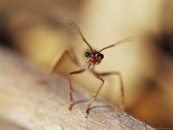 Aggressive Bull Ant in Defensive Posture with Jaws Agape