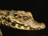 Close View of a A Baby West African Dwarf Crocodile