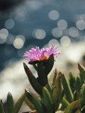 A Purple Wildflower Blooms against a Backdrop of the Pacific