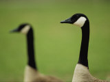 A Pair of Canada Geese in Profile