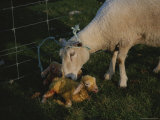 Sheep with Two Newborn Lambs