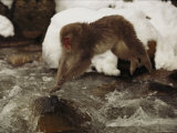 A Japanese Macaque  Macaca Fuscata  Leaps over an Icy Stream