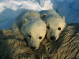 A Pair of Young Polar Bear Cubs