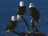 A Trio of American Bald Eagles Perched on Dead Tree Branches