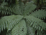 Detail of Fern in Rain Forest