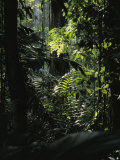 A Rain Forest Scene in the Costa Rican Forest