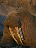 A Walrus Tagged with a Satellite Transmitter and Vhf Transmitter