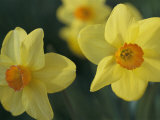 Spring Flowers  Daffodils  Early April  Massachusetts