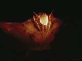 A Leaf-Nosed Bat Illuminated by a Cameras Flash