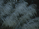 Grasses Blowing in Breeze
