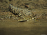 A Saltwater Crocodile  Crocodylus Porosus  Slips into the River