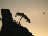 Silhouette of Pine Trees on a Rocky Crag with a Cormorant in Flight