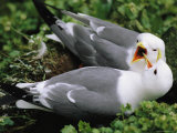 Close View of a Pair of Red-Legged Kittiwakes on a Coastal Cliff
