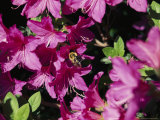 Bee Gathers Pollen from a Beautiful Colorful Azalea Bush